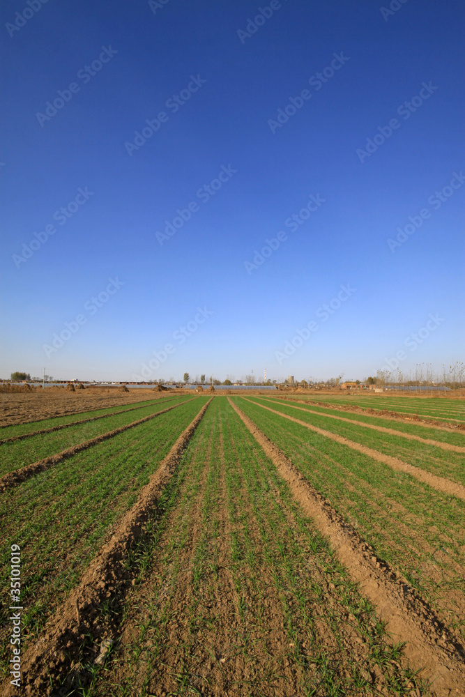 wheat field under the blue sky