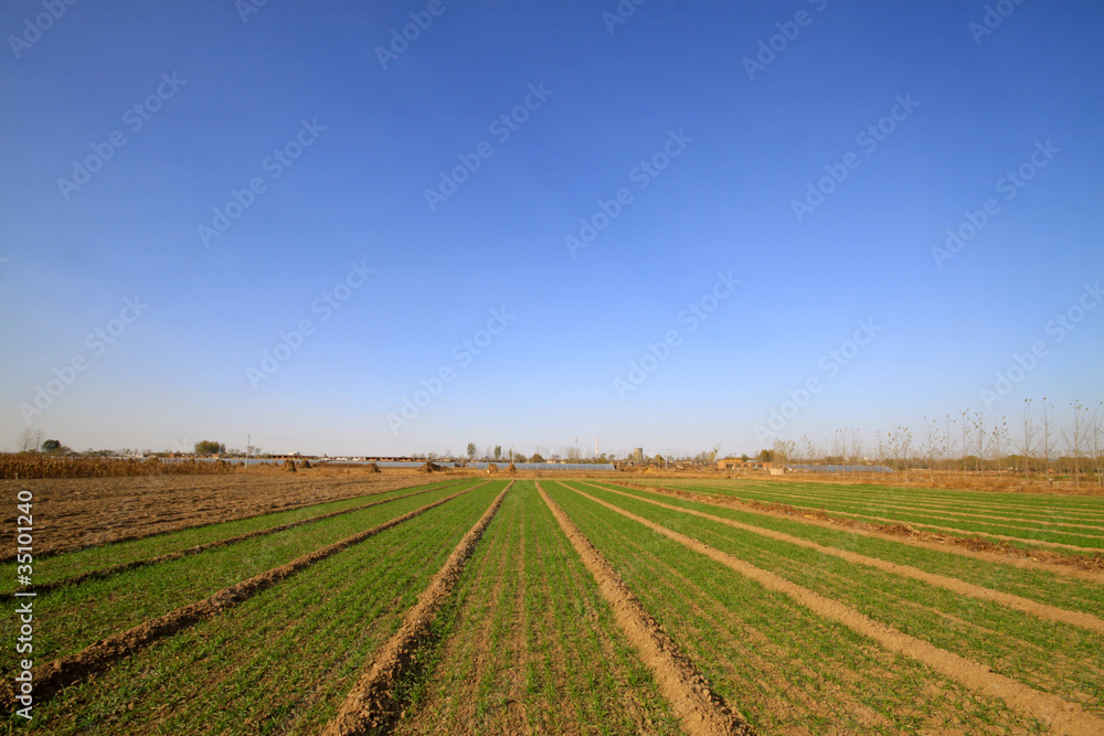 wheat field under the blue sky wheat field under the blue sky