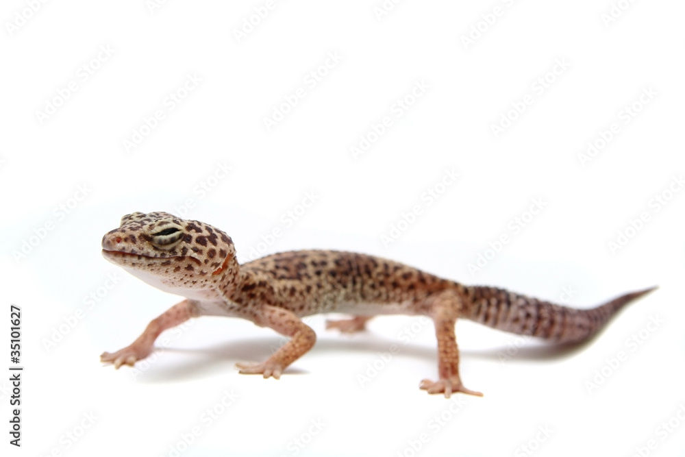 The Leopard gecko in front of a white background The Leopard gecko in front of a white background