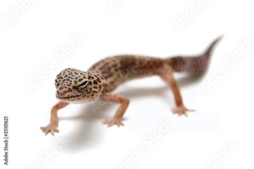 The Leopard gecko in front of a white background