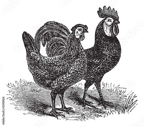 Male and female of White-Faced Black Spanish (chicken) vintage e
