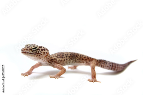 The Leopard gecko in front of a white background © Farinoza