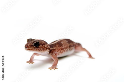 The Leopard gecko in front of a white background