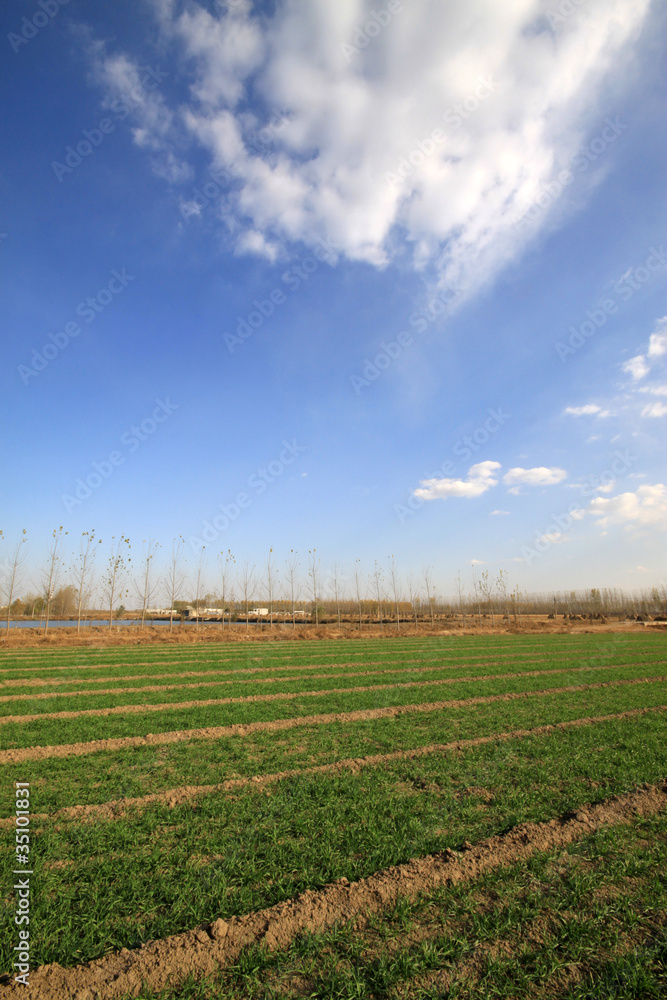 wheat field under the blue sky