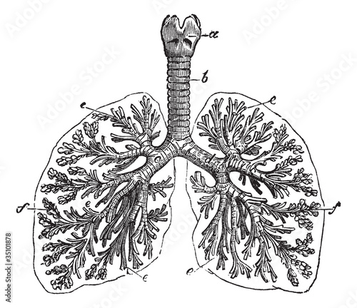 The lungs of man vintage engraving