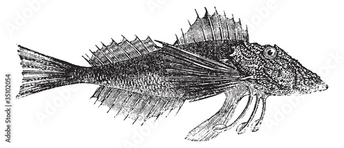 Common Sea Robin or Prionotus carolinus vintage engraving