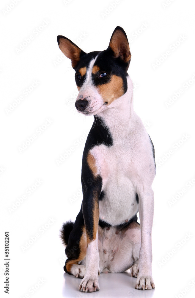 Basenji-dog on the white background