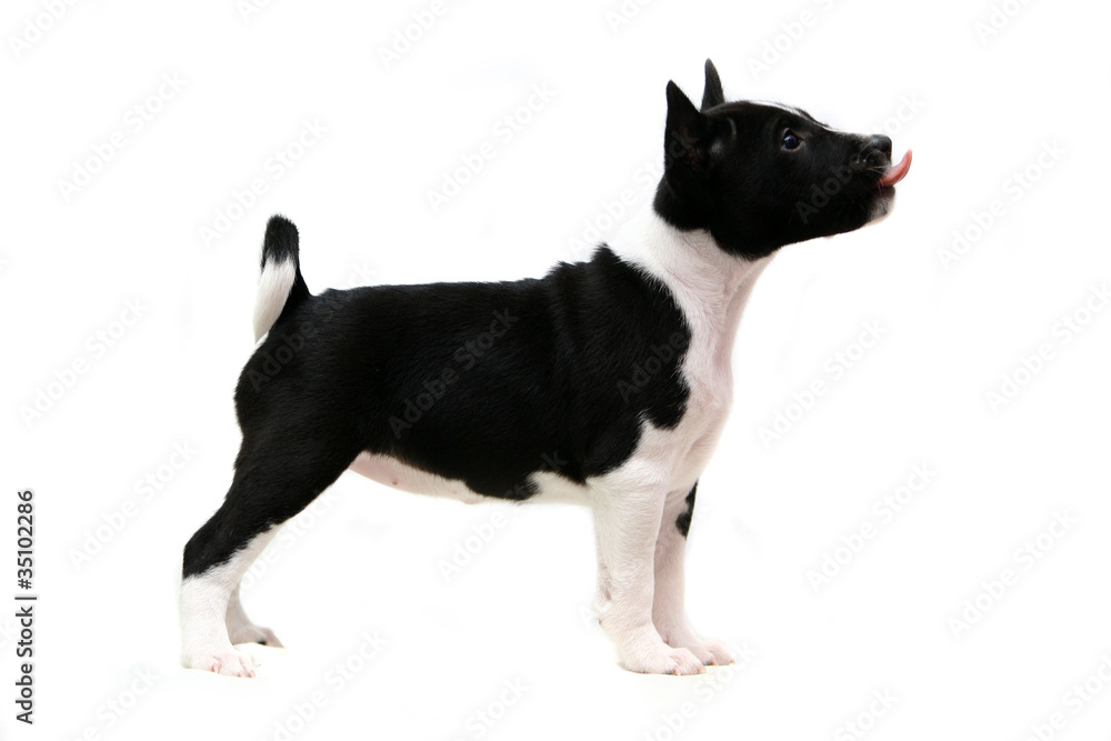 Little Basenji puppy, 1,5 month, on the white background
