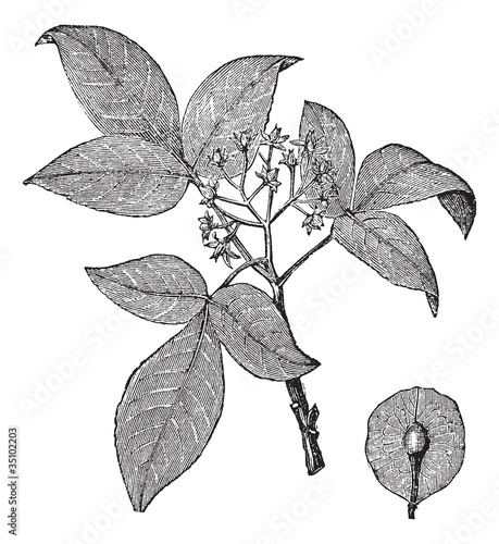 Hoptree or Ptelea trifoliata vintage engraving