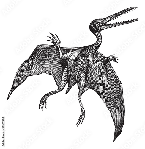 Pterodactylus or Pterodactylus antiquus vintage engraving photo