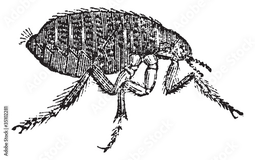 Human flea or Pulex irritans vintage engraving