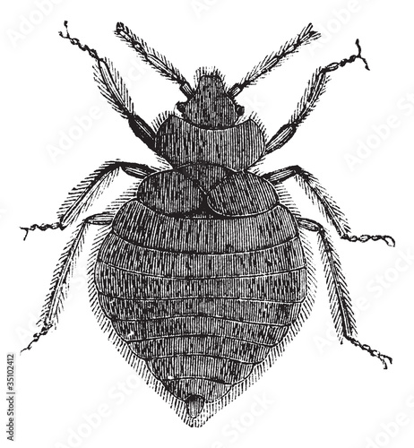 Bed bugs (Cimex lectularius) or Cimicidae, vintage engraving.