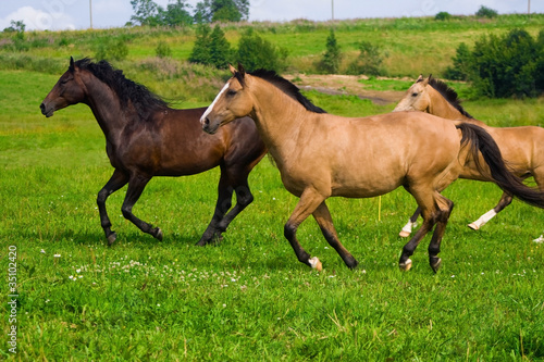 Red and brown horses running to the green meadow