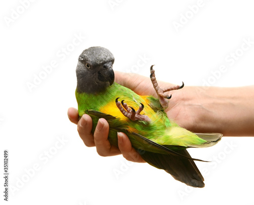 Senegal Parrot (Poicephalus senegalus) on the white background photo