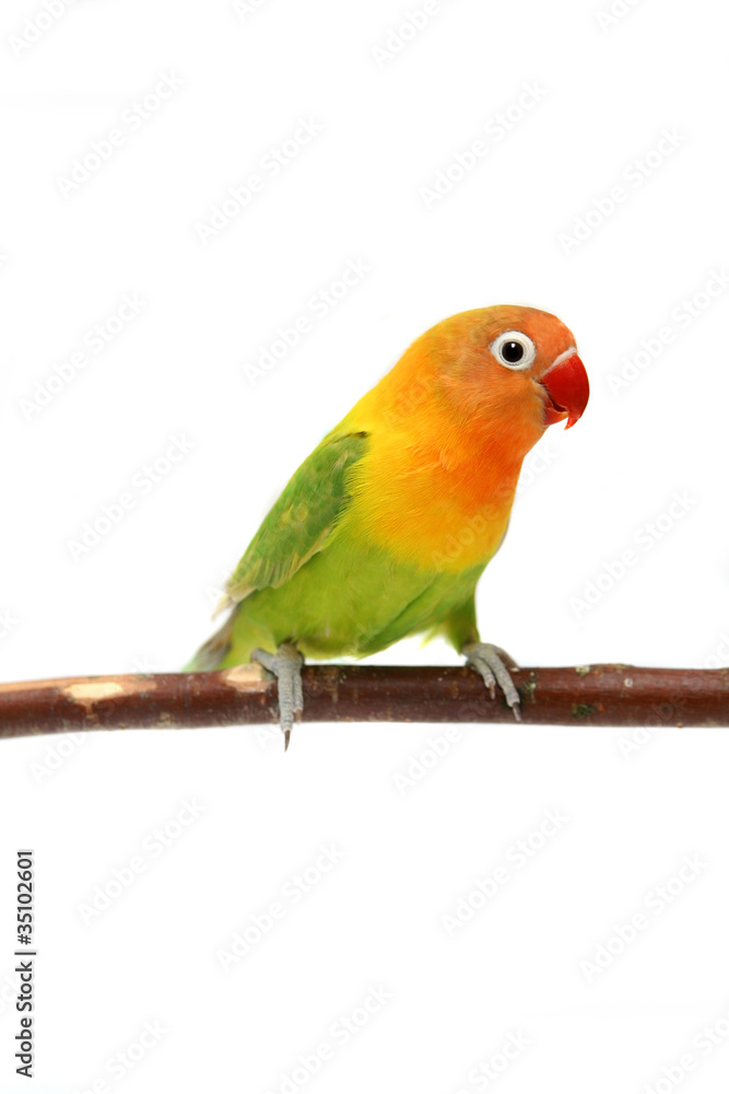 Lovebird Agapornis fischeri (Clarified a morph) Lovebird Agapornis fischeri (Clarified a morph)