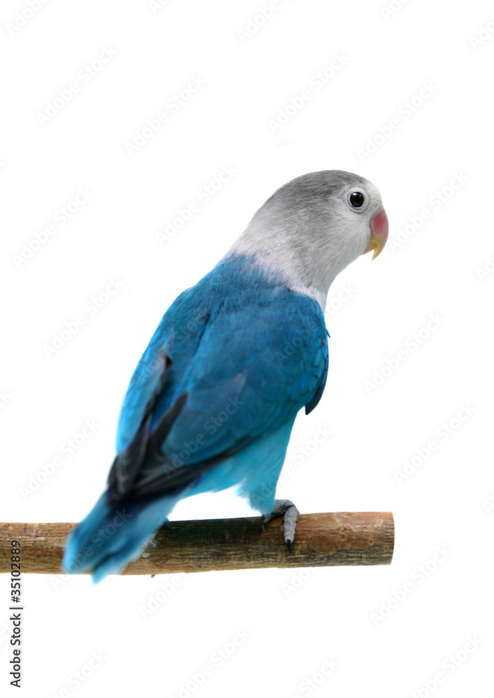 Lovebird Agapornis fischeri (Clarified blue morph)