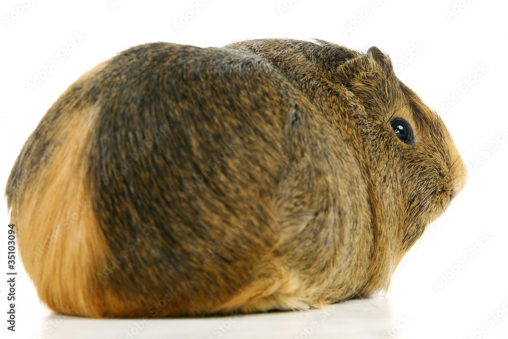 Guinea pig in front of a white background