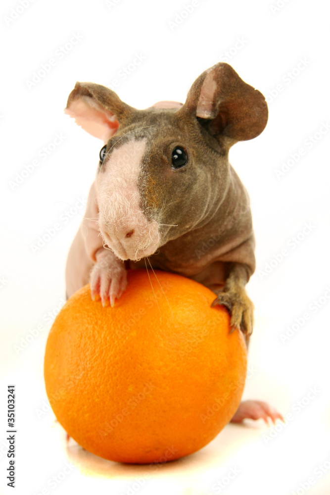 Guinea pig hairless and orange on the white background Guinea pig hairless and orange on the white background