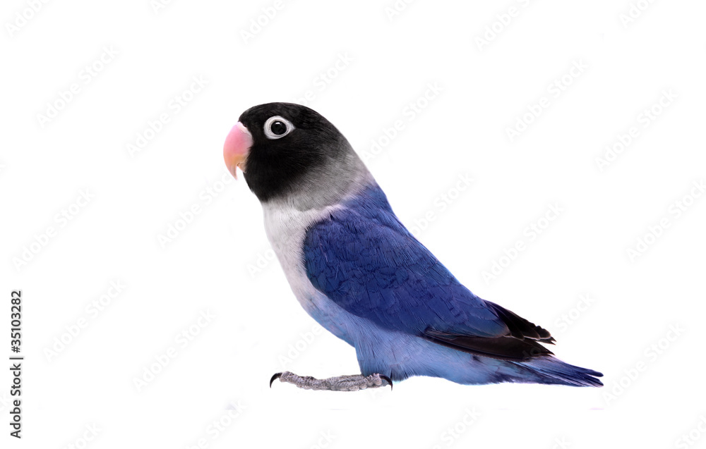 Blue lovebird on the background Stock | Adobe Stock