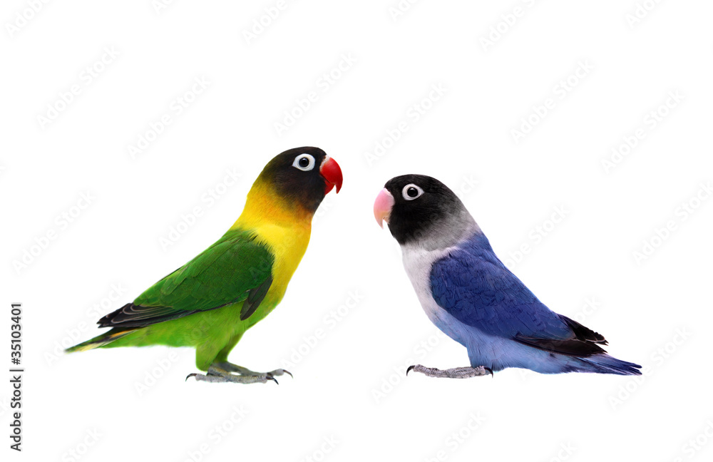 Pair of Masked Lovebird on the white background