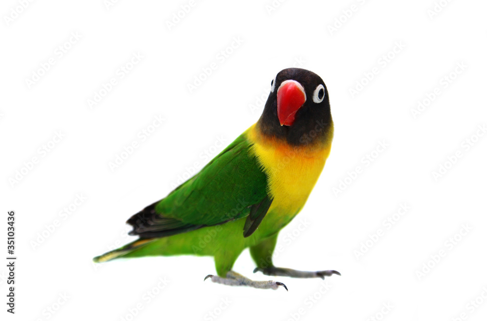 Fototapeta premium Masked Lovebird natural coloring on the white background