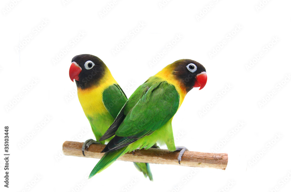 Fototapeta premium Para naturalnych barwników Masked Lovebird na białym tle