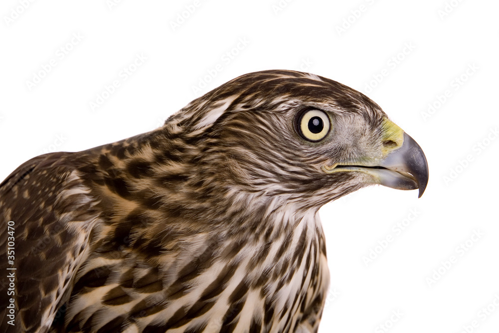 Northen goshawk isolated on white Northen goshawk isolated on white