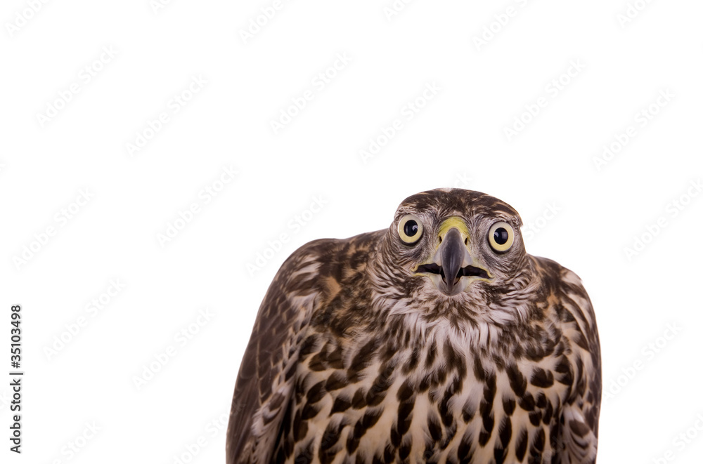 Obraz premium Northen goshawk isolated on white