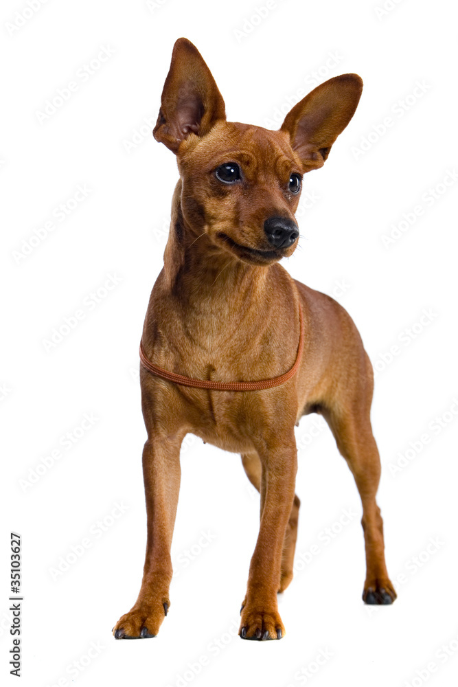 The dwarfish pinscher costs. Isolation on the white The dwarfish pinscher costs. Isolation on the white