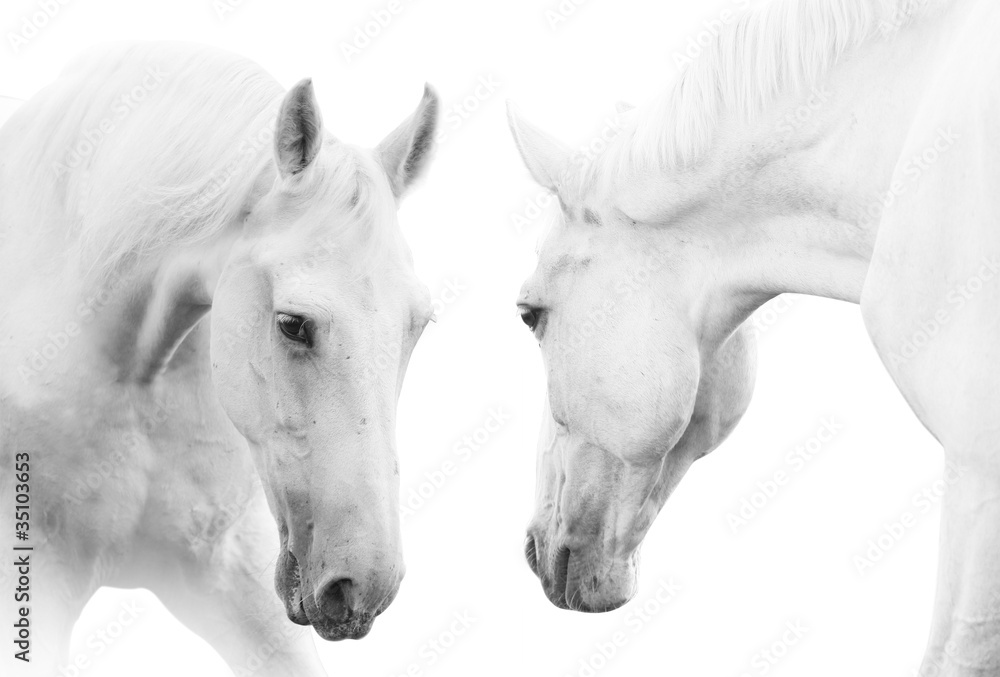 Naklejka premium białe konie