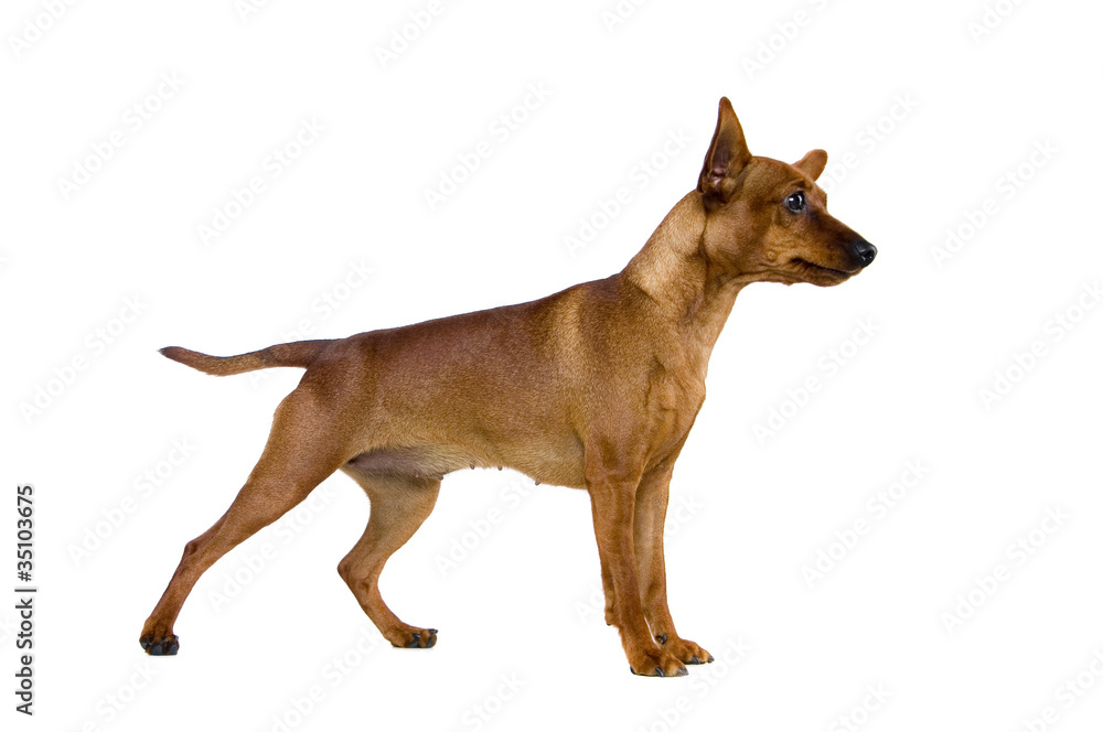 The dwarfish pinscher costs. Isolation on the white