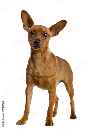 The dwarfish pinscher costs. Isolation on the white