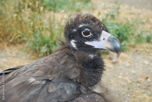 black  griffon