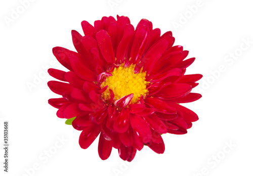 aster red