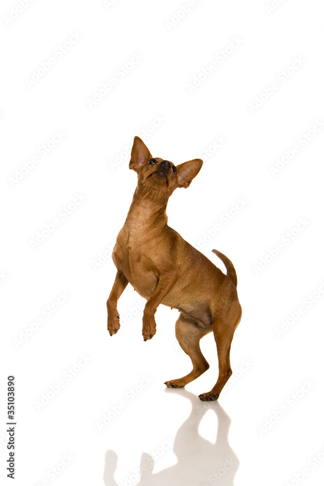 The dwarfish pinscher costs. Isolation on the white The dwarfish pinscher costs. Isolation on the white