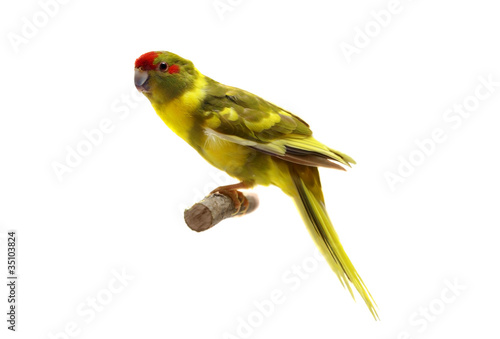 Red-fronted Kakariki parakeet, cinnamon motley colored