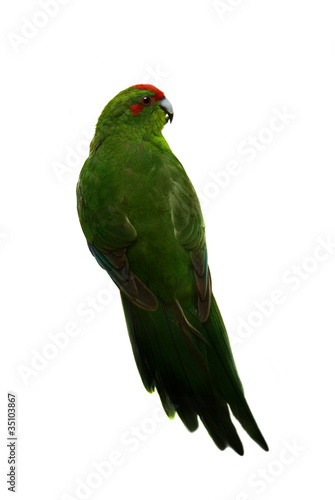 Red-fronted Kakariki parakeet, male isolated on white