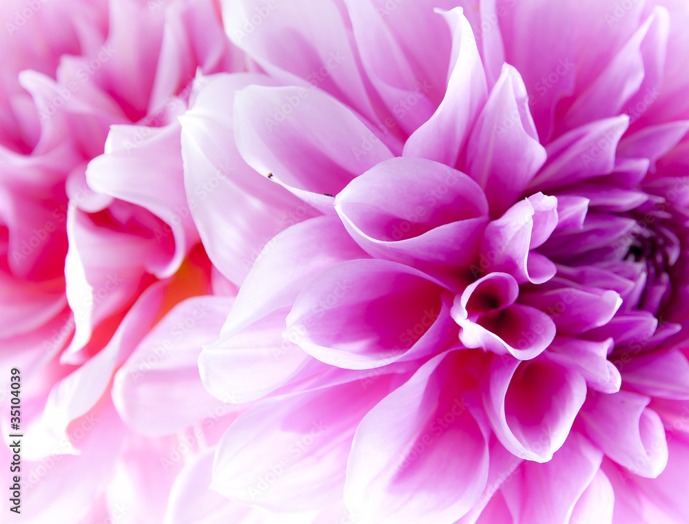 Dahlia Dahlia