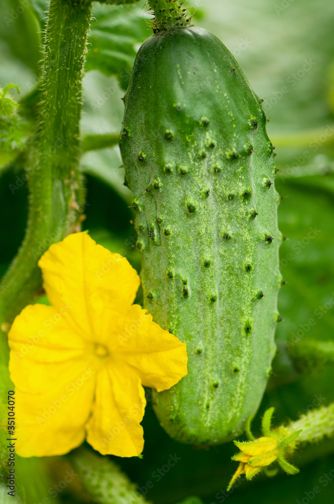 Cucumber on branch Cucumber on branch