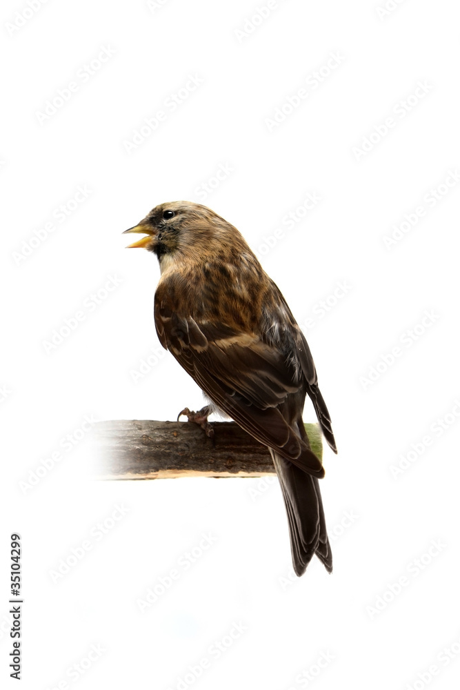 Fototapeta premium The female of The Common Redpoll