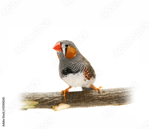 Zebra Finch in front of a white background photo