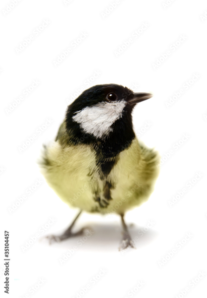 The female great tit (Parus major), isolated on white The female great tit (Parus major), isolated on white