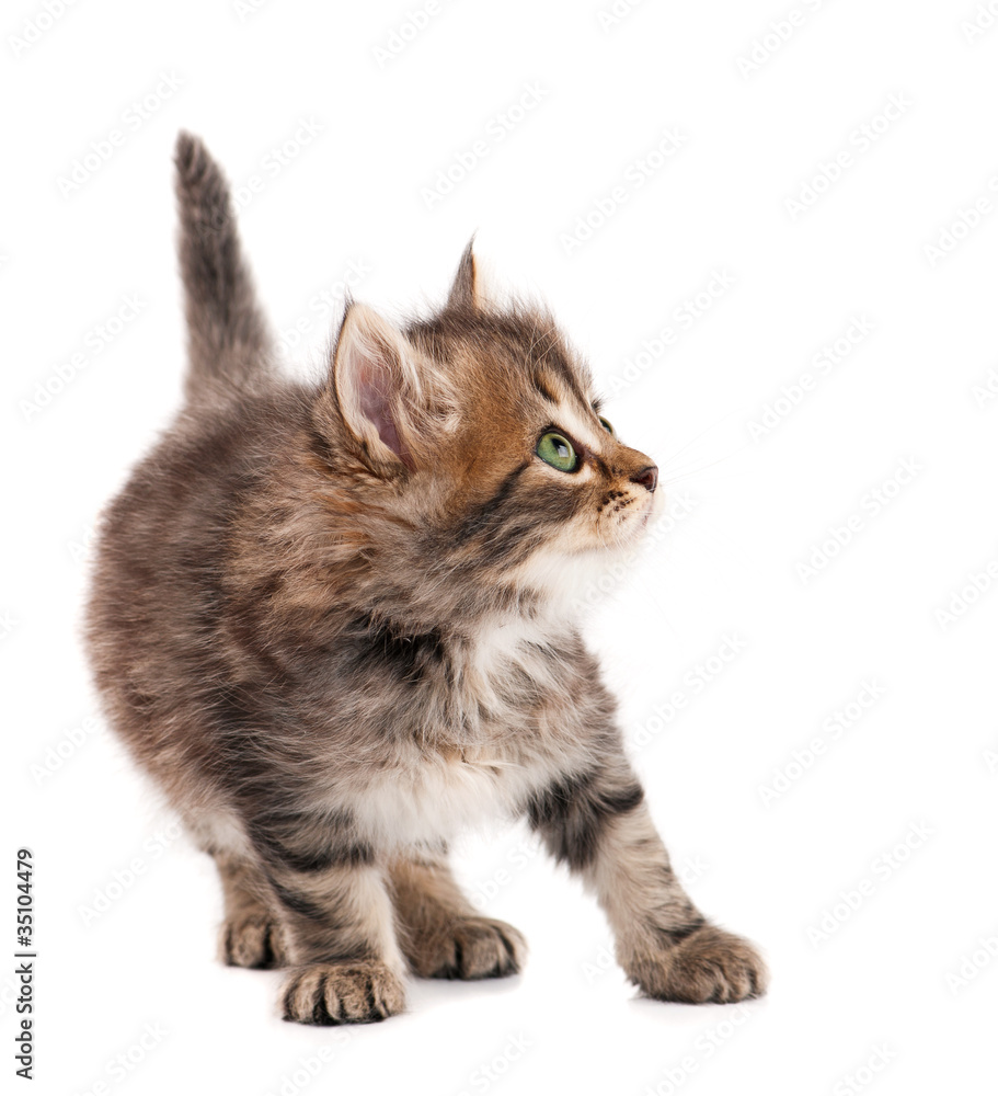 Obraz premium Cute kitten