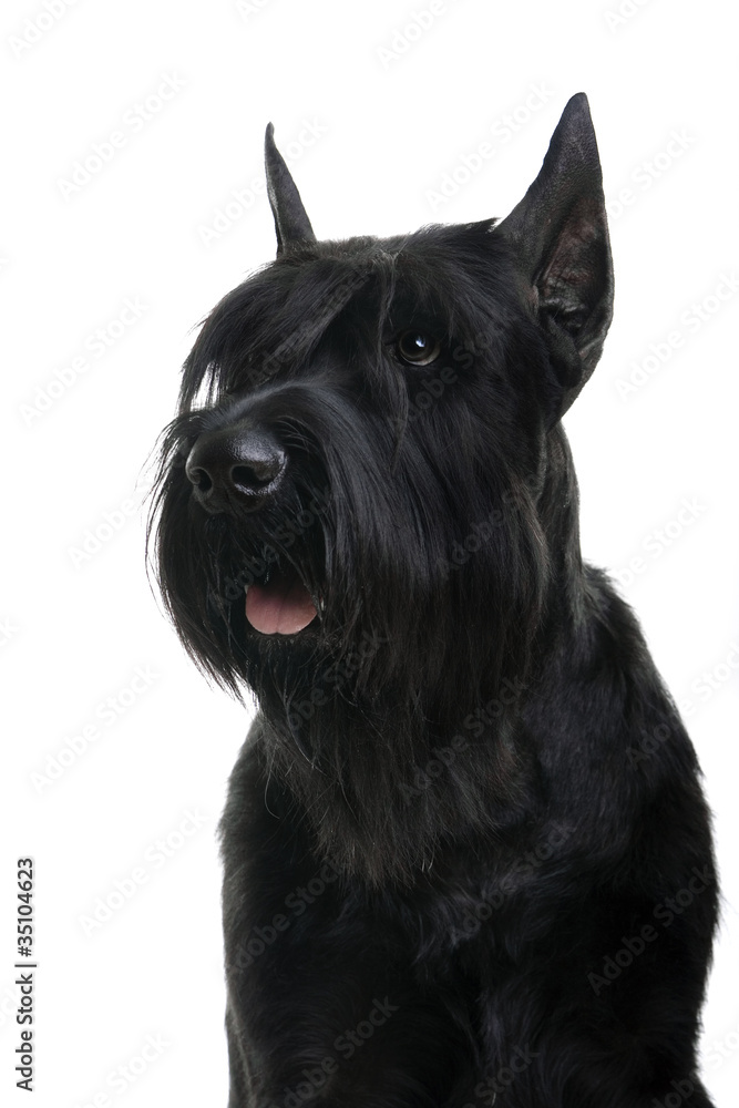 A giant black schnauzer (Riesenschnauzer) on a white background A giant black schnauzer (Riesenschnauzer) on a white background