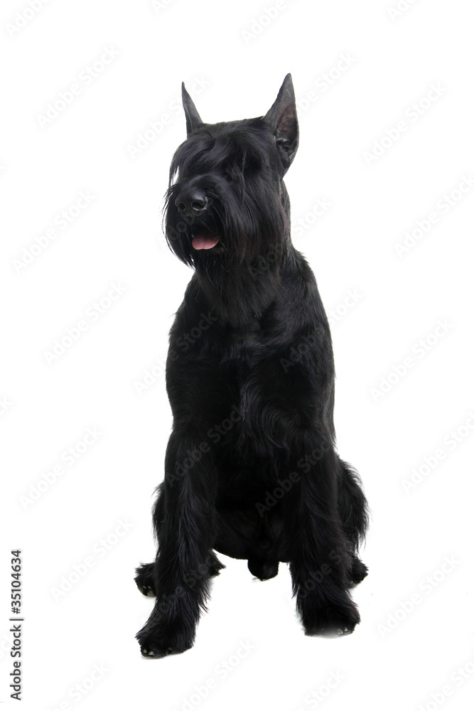 Fototapeta premium A giant black schnauzer (Riesenschnauzer) on a white background