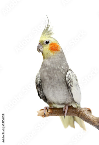 Canvas Print Cockatiel parakeet 4 years old (female)
