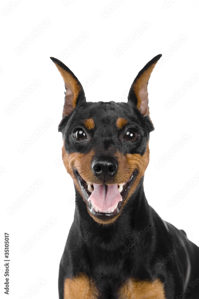 The dwarfish pinscher costs. Isolation on the white The dwarfish pinscher costs. Isolation on the white