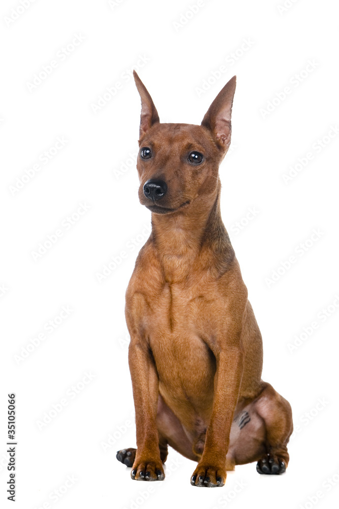The dwarfish pinscher costs. Isolation on the white The dwarfish pinscher costs. Isolation on the white