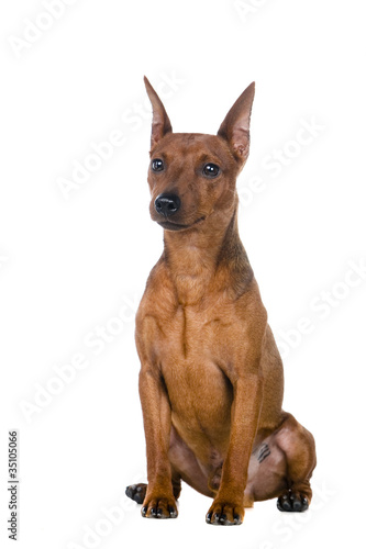 The dwarfish pinscher costs. Isolation on the white