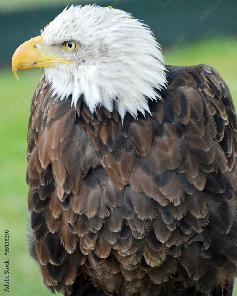 Obraz premium Bald Eagle